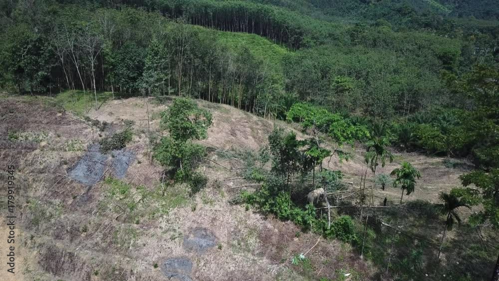 Deforestation. Rainforest destroyed to make way for oil palm plantations. Elephant used to knock trees down Deforestation. Rainforest destroyed to make way for oil palm plantations. Elephant used to knock trees down