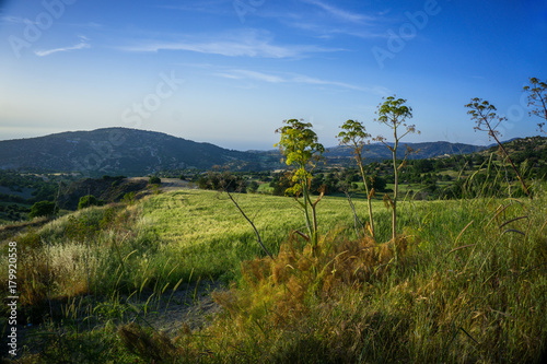 Beautiful view of the field of rye near the town of Polis, Cyprus © mrdenpol