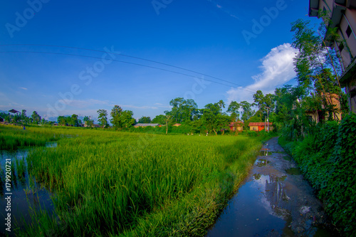 Close up of rice field in Sauraha