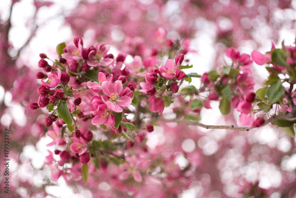 blossoms blossoms