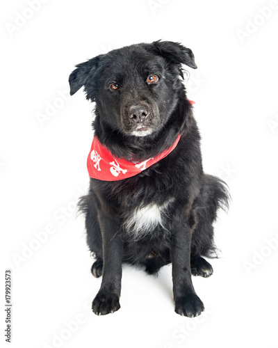 Fototapeta Naklejka Na Ścianę i Meble -  Mixed Large Breed Black Dog With Red Bandana