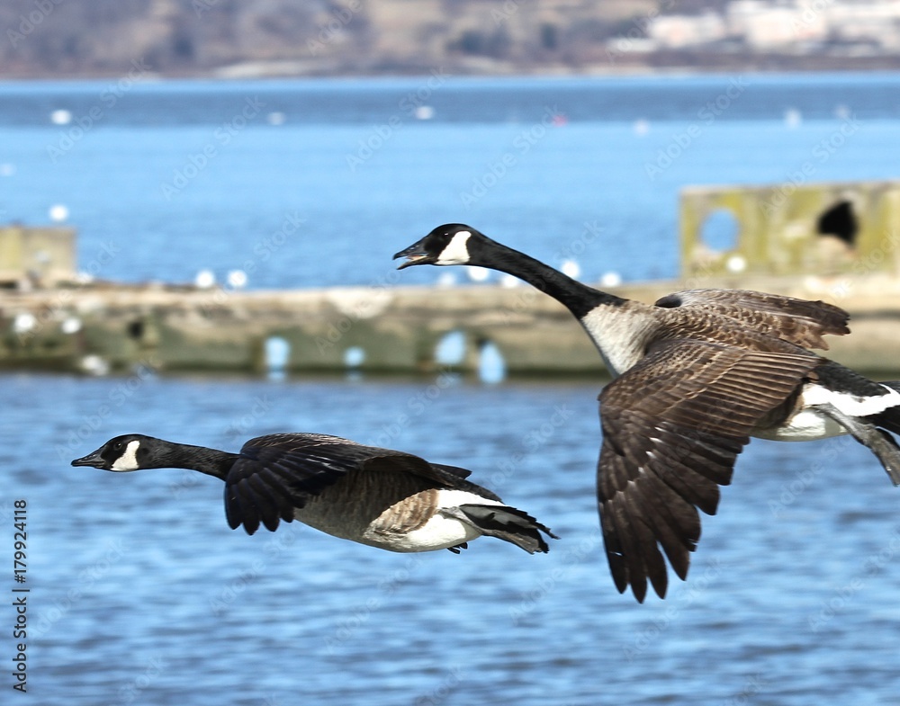 Fototapeta premium Landing Geese