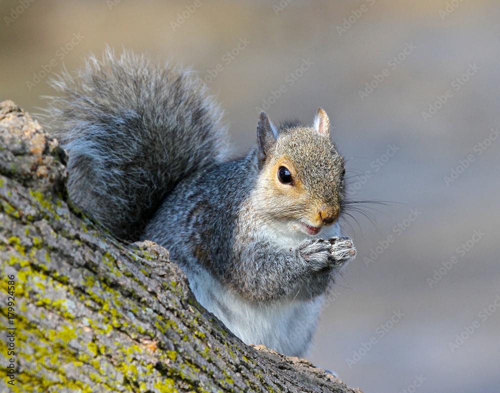 Fototapeta premium Hungry Squirrel