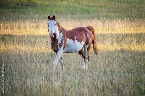 Paint horse on a farm in Montana. © KRISTY