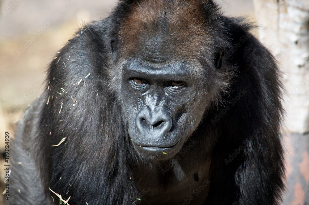 Western Lowland Gorilla at the Rio Grande Zoo in Albuquerque, New Mexico