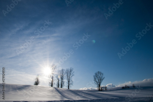 冬の太陽と青空と冬木立 © kinpouge