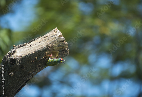 coppersmith barbet, Birds a...