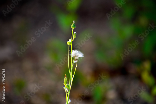 Even weeds can be beautiful