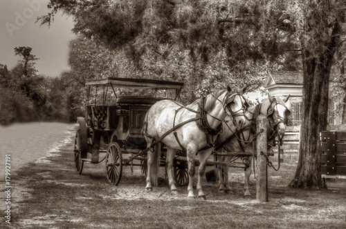 Horses and buggy by tree