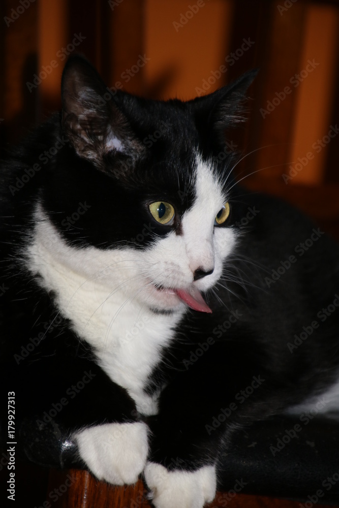Tuxedo kitty tongue out