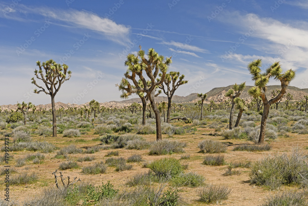 Joshua Trees on the Desert Plains
