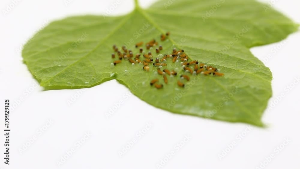 Caterpillar of Leopard lacewing (Cethosia cyane euanthes) butterfly emerging from eggs and eating their eggs Caterpillar of Leopard lacewing (Cethosia cyane euanthes) butterfly emerging from eggs and eating their eggs