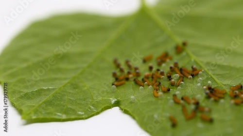 Caterpillar of Leopard lacewing (Cethosia cyane euanthes) butterfly emerging from eggs and eating their eggs photo