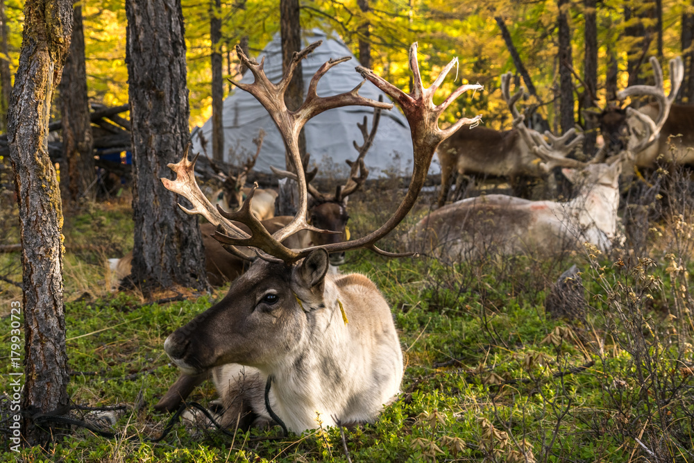 Fototapeta premium Deer against the backdrop of the yurt of tsaatans