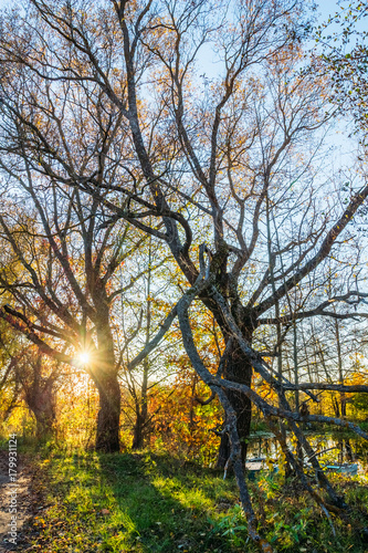 Beautiful old oak tree on the river bank