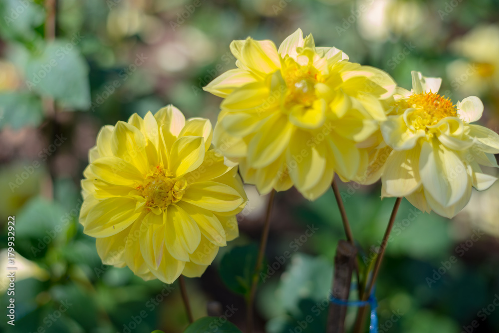 Flowers bloom in winter Flowers bloom in winter