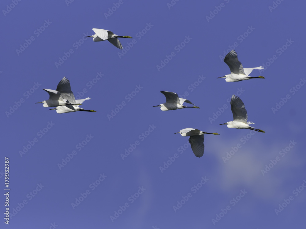 Fototapeta premium Flock of Little Egrets in Flight