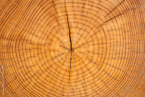 cut wood texture