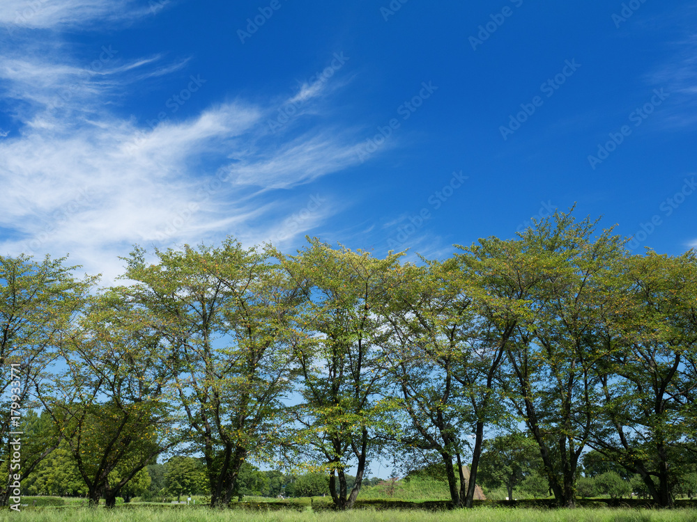 Fototapeta premium 緑の桜並木