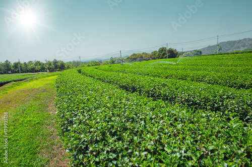 green tea plant agriculture field in Chiangrai Northern of Thailand