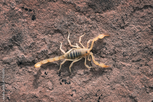 Hadrurus arizonensis, the giant desert hairy scorpion, giant hairy scorpion, or Arizona Desert hairy scorpion is a top view © Irina K.