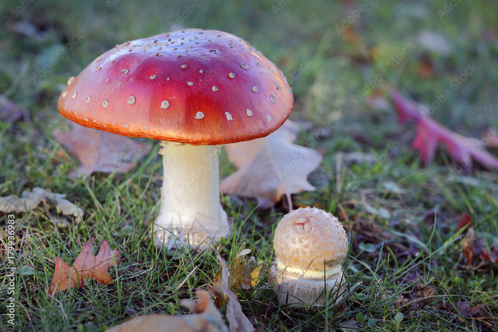 Mushrooms. Red Amanita Muscaria mushroom growing outdoors.
Mushrooms. Red Amanita Muscaria mushroom growing outdoors.