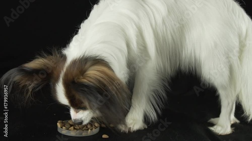 Beautiful young male dog Continental Toy Spaniel Papillon eats dry food on black background slow motion stock footage video photo