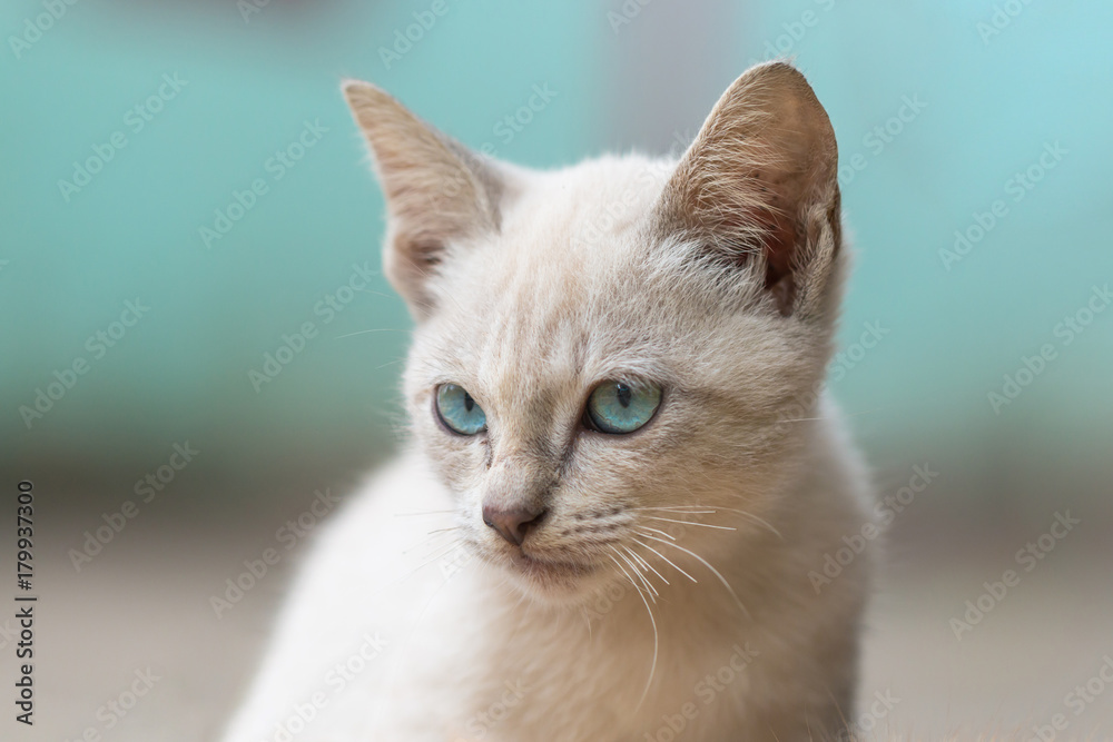 Gray brown stray kitten (homeless cat) blue pastel tone background.