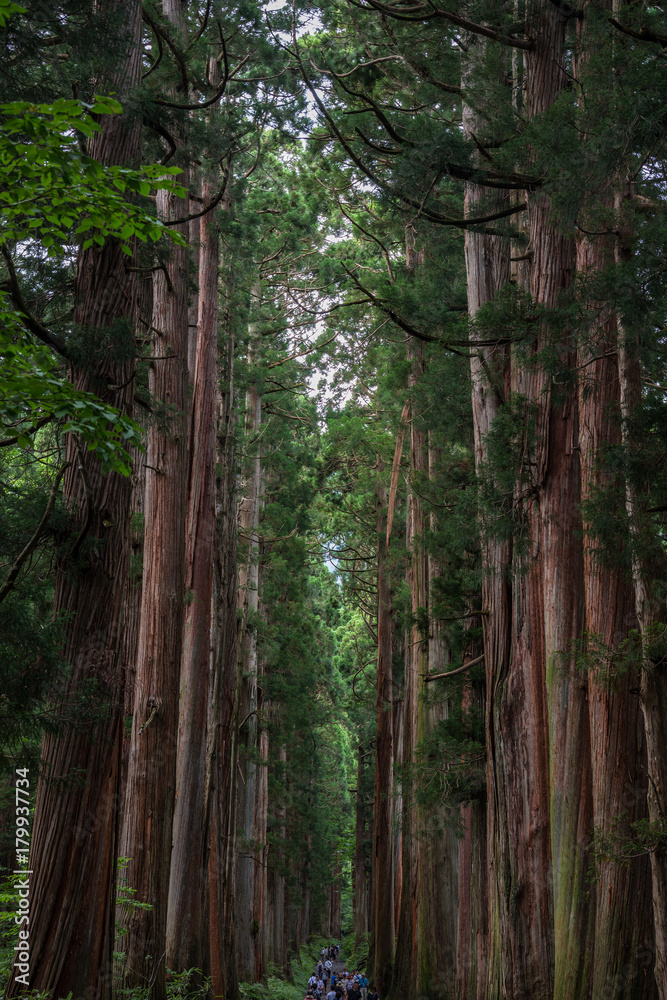 戸隠神社奥社参道の杉並木 戸隠神社奥社参道の杉並木
