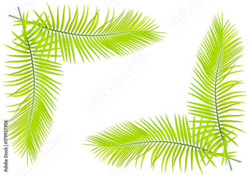 feuilles de palmier en fond de page blanche