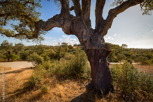 Cork oaks in the Portuguese countryside