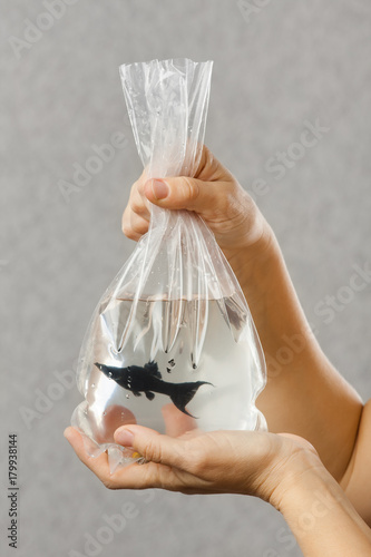 hands holding package with a purchased aquarium fish photo