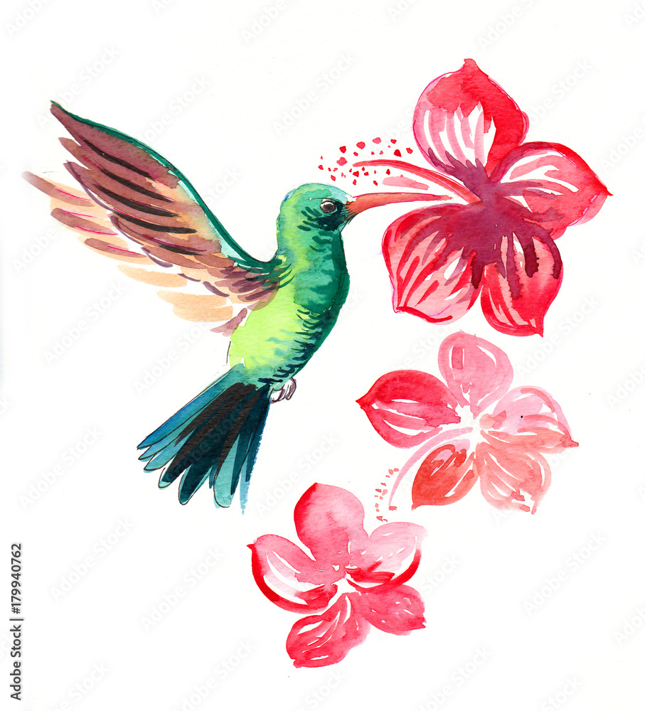 Colibri And Hibiscus Flower Stock Illustration Adobe Stock Colibri And Hibiscus Flower Stock Illustration Adobe Stock