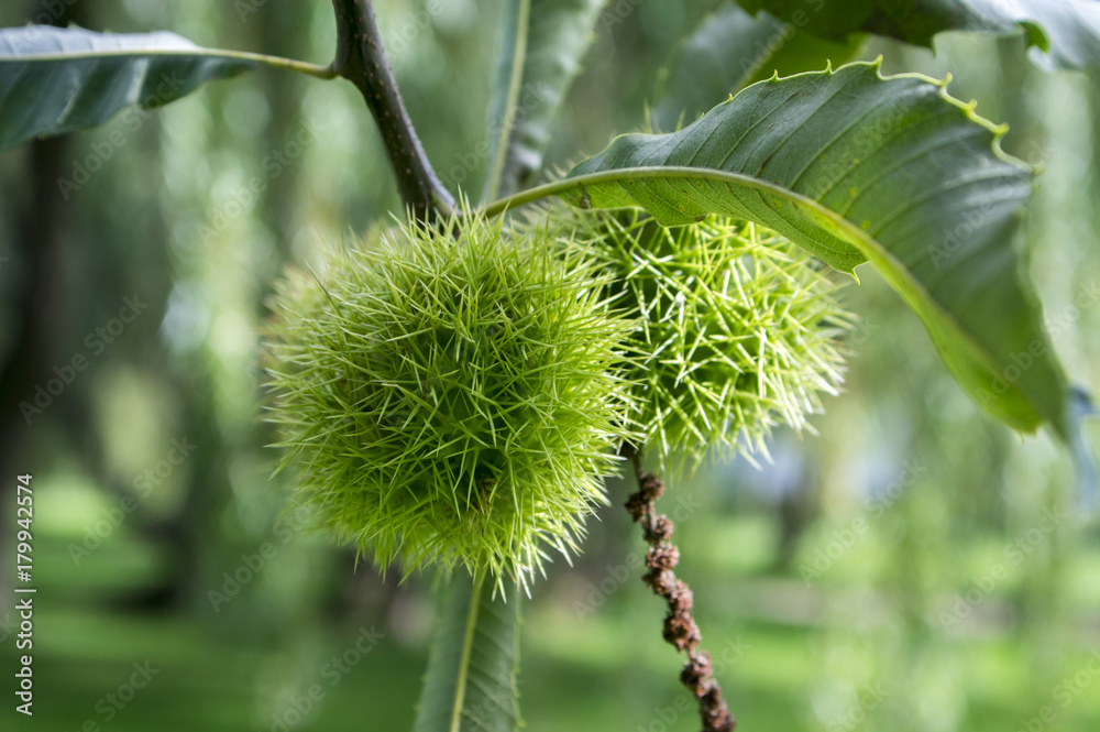 Castanea sativa, sweet chestnuts hidden in spiny cupules, tasty brownish nuts marron fruits, branches with leaves Castanea sativa, sweet chestnuts hidden in spiny cupules, tasty brownish nuts marron fruits, branches with leaves