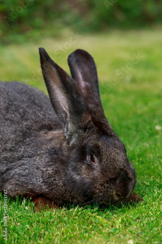 the gray rabbit