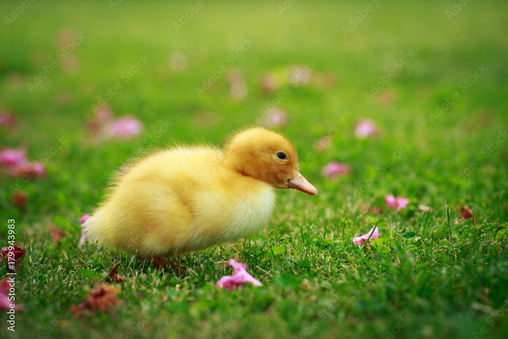 little yellow duckling little yellow duckling