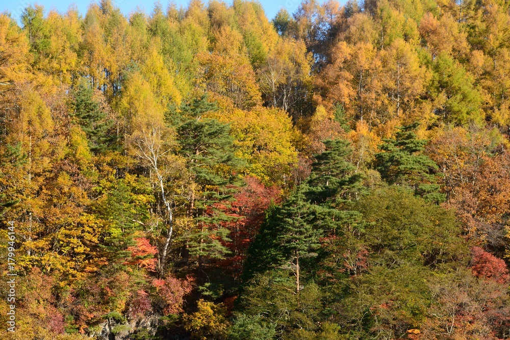 秋の色彩豊かな山の木々