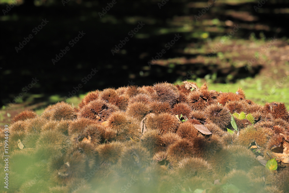 Fototapeta premium 栗の山