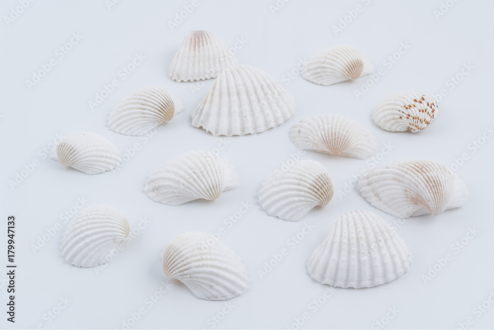 some white shells on a white background	