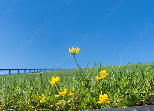 flower on a glade against the blue sky and green grass