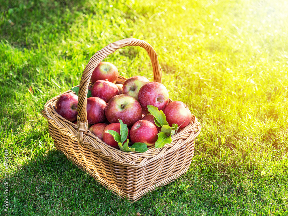 Apple harvest. Ripe red apples in the basket on the green grass. Apple harvest. Ripe red apples in the basket on the green grass.