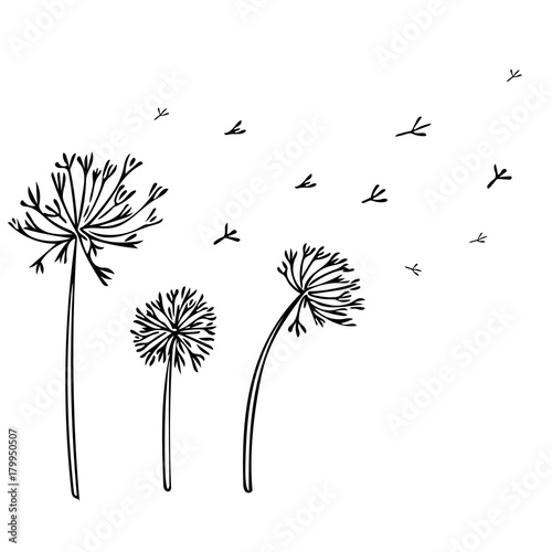 Abstract Dandelion Background with black flowers on white .
