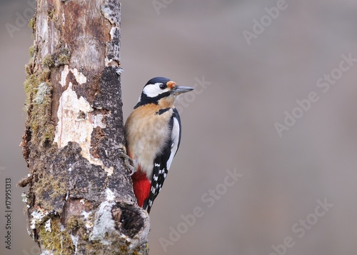 Great spotted woodpecker perched.