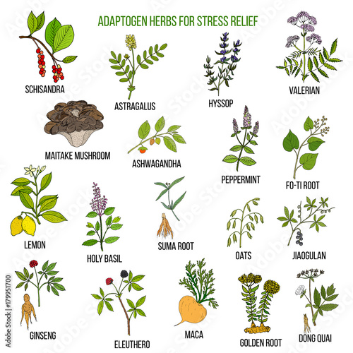 Best adaptogen herbs for stress relief