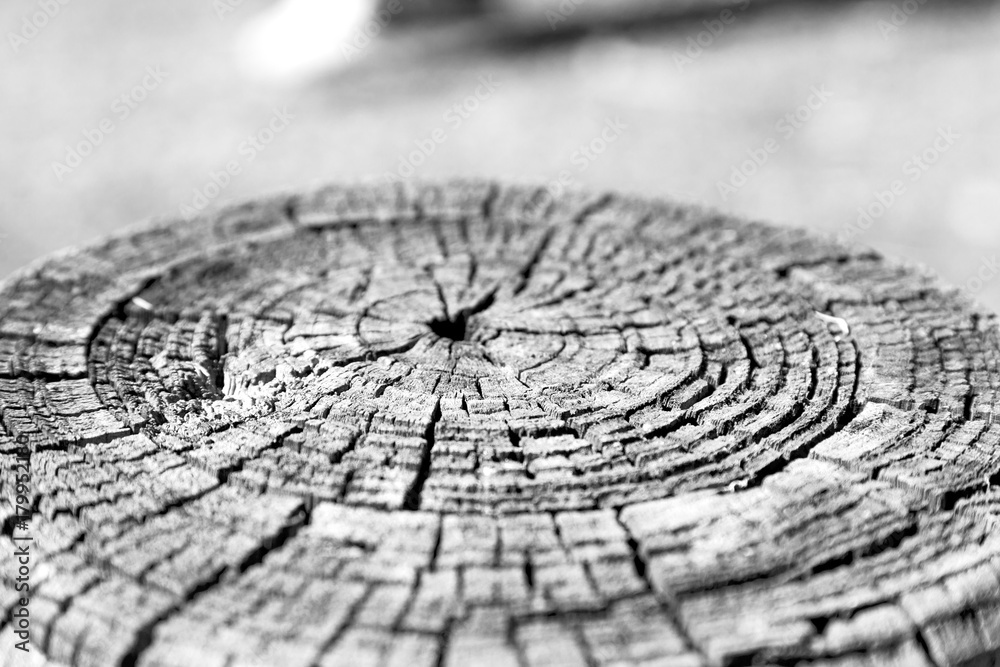 abstract texture of a surface tree like background abstract texture of a surface tree like background