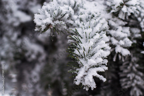 Branches of tree in snow crystals © beletskaya18