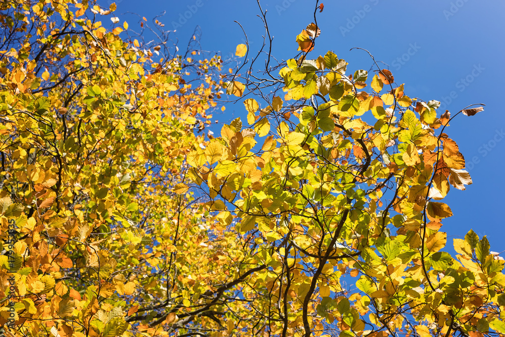 Fototapeta premium gelbgrüne Buchenblätter