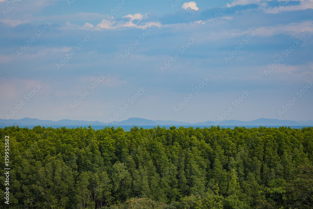 Mangrove trees lined with sky. Mangrove trees lined with sky.