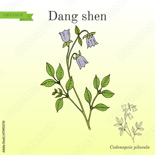 Codonopsis pilosula  or dang shen  medicinal plant