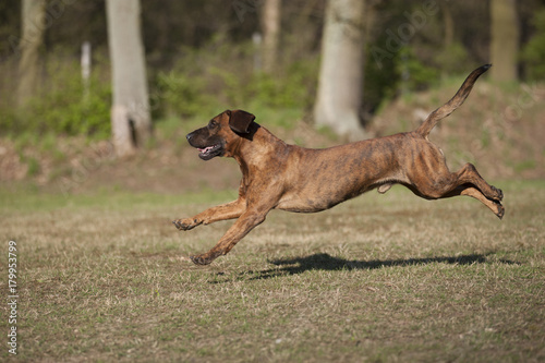 Hannoverscher Schweißhund